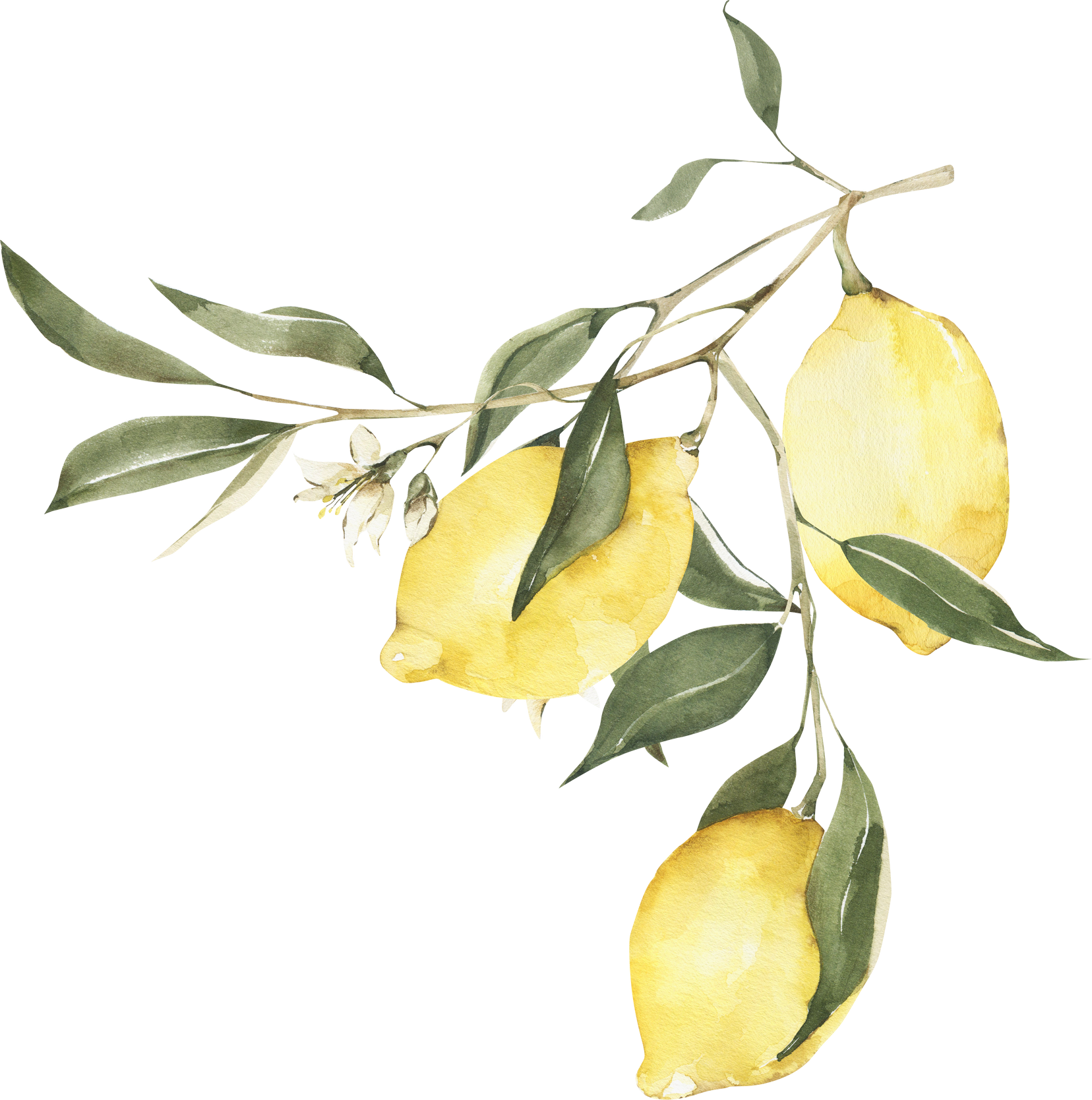 watercolor lemons branch